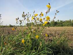 Plancia ëd Sonchus arvensis L.