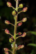 صورة Verbascum brevipedicellatum (Engler) Huber-Morath