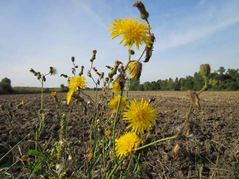 Plancia ëd Sonchus arvensis L.