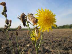 Plancia ëd Sonchus arvensis L.