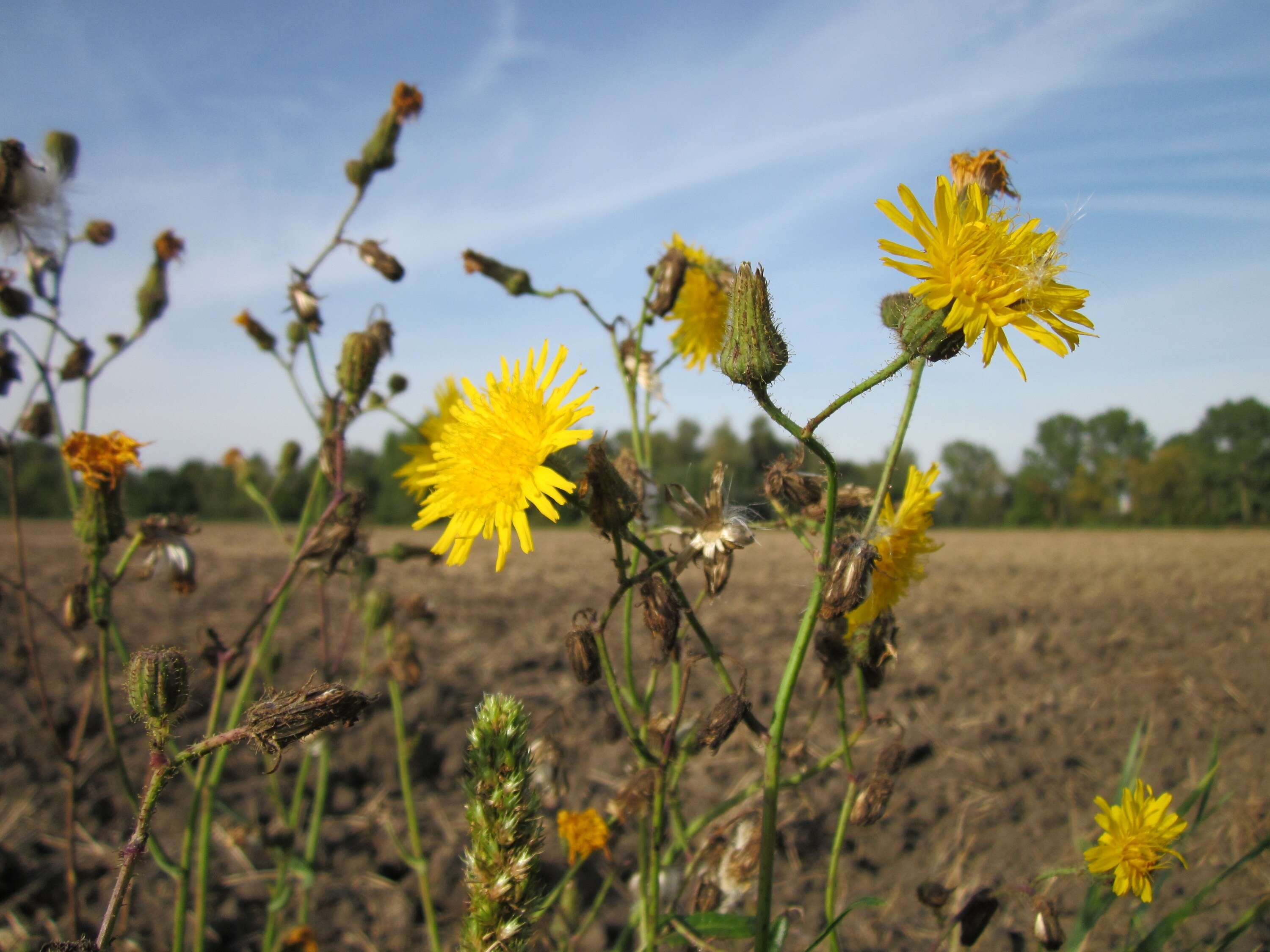 Plancia ëd Sonchus arvensis L.