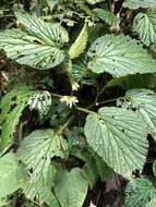 Слика од Begonia tiliifolia C. DC.