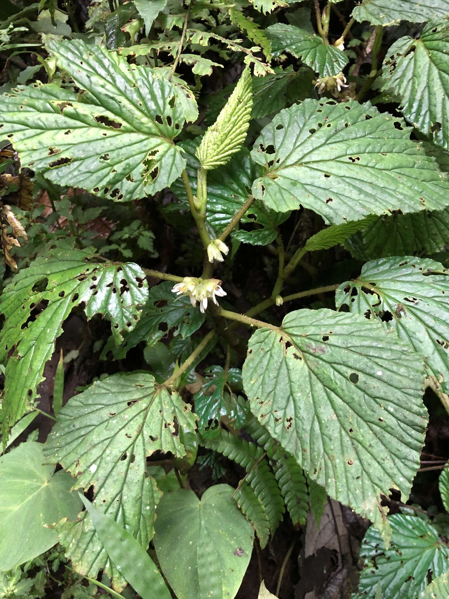 Слика од Begonia tiliifolia C. DC.