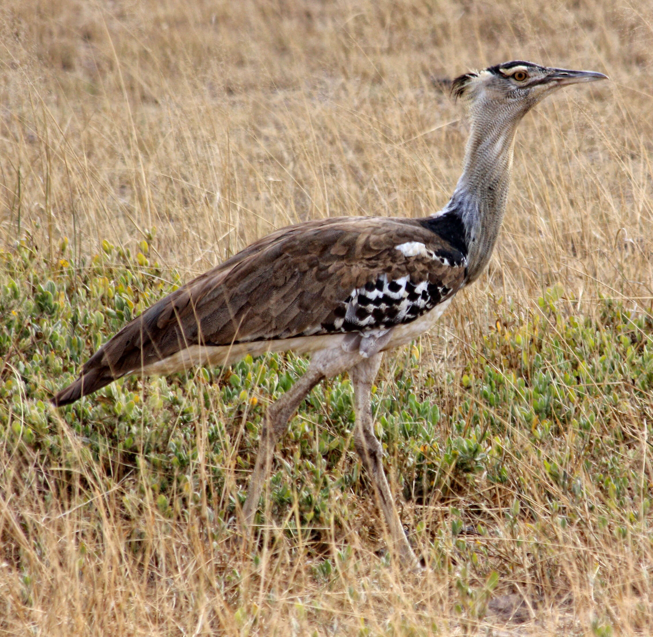 Image of Kori Bustard