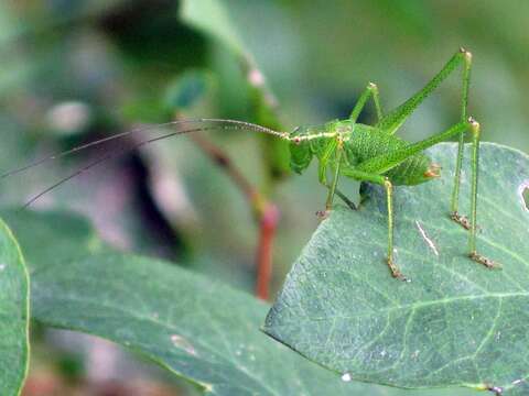 Image of speckled bush-cricket