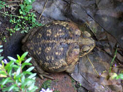 Image of Giant toad