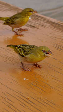 Image of African Masked Weaver