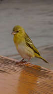 Image of African Masked Weaver