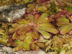 Image of Drosera hamiltonii C. R. P. Andrews