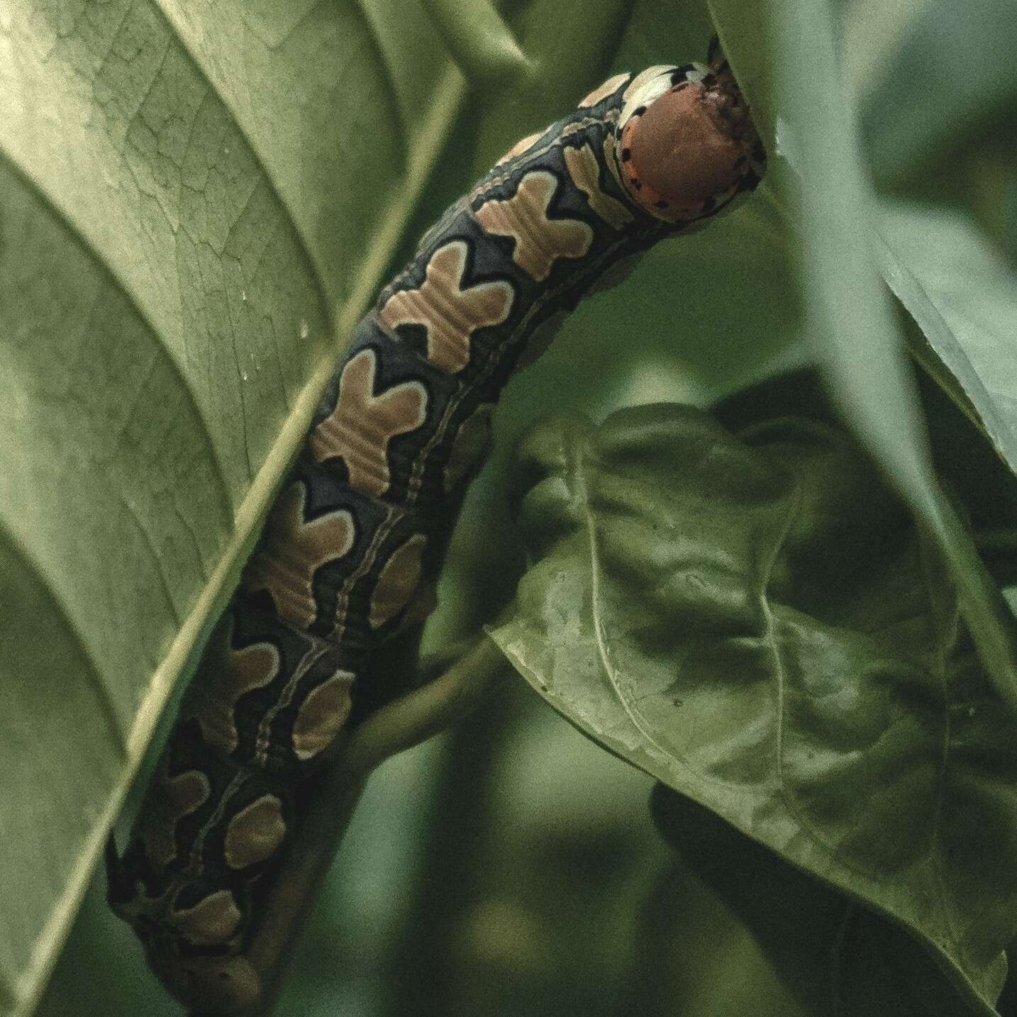 Image of Isognathus leachii (Swainson 1823)