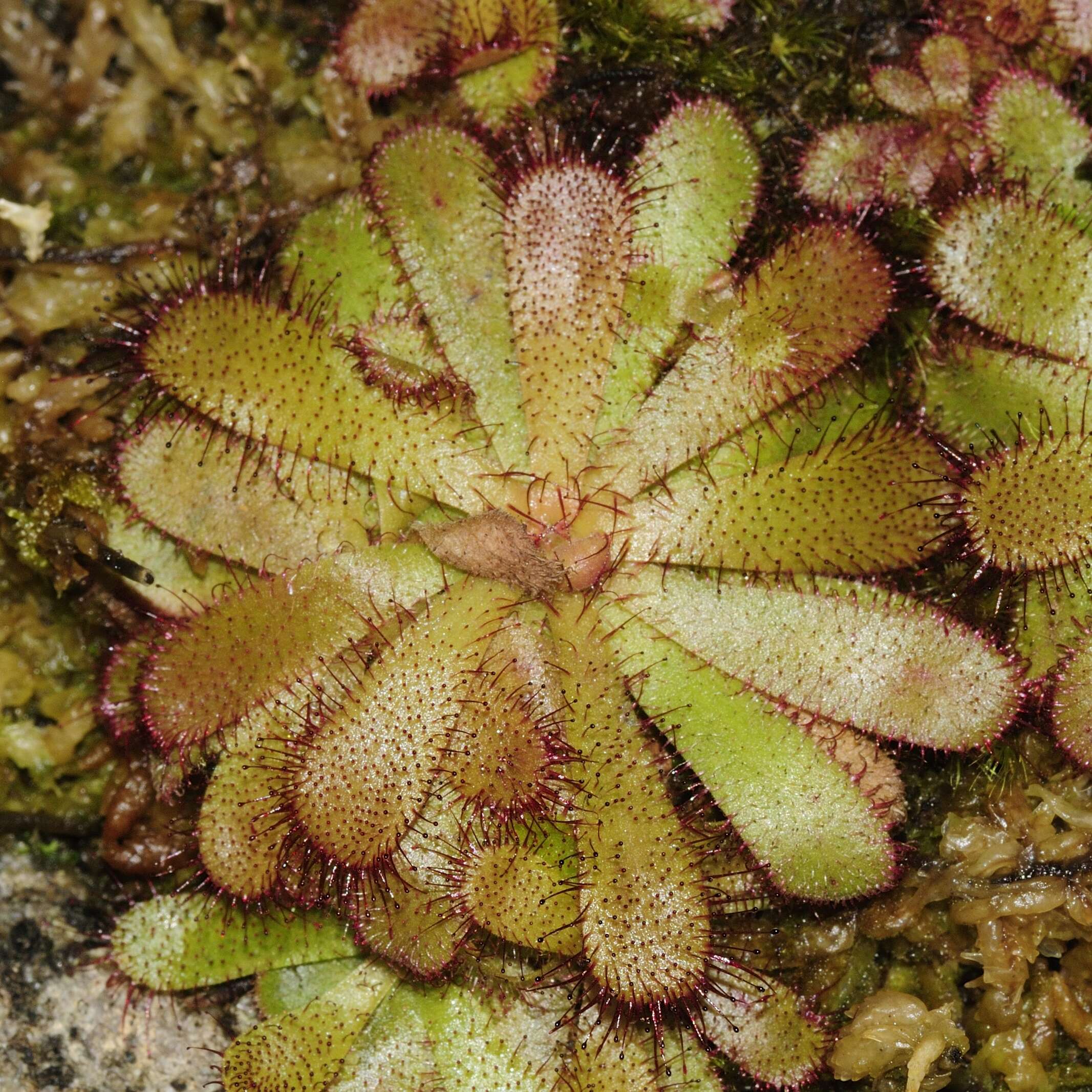 Image of Drosera hamiltonii C. R. P. Andrews