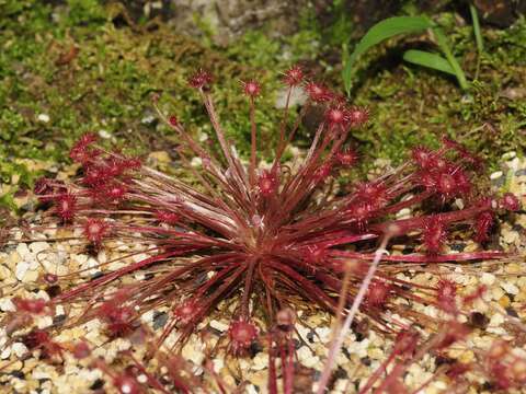 Image of Drosera paradoxa Lowrie