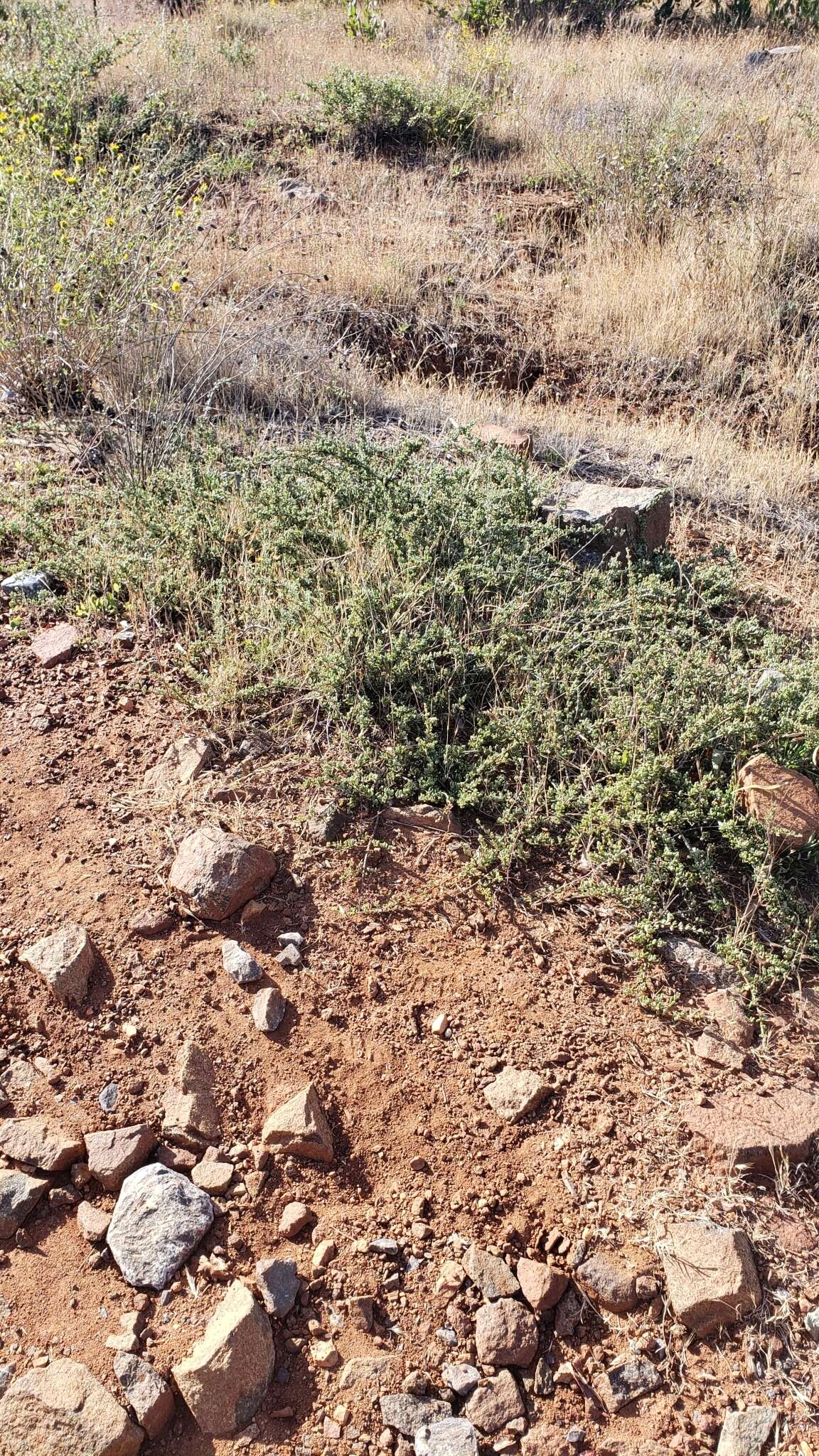 Image of Pine Hill buckbrush