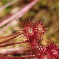 Image of Drosera paradoxa Lowrie