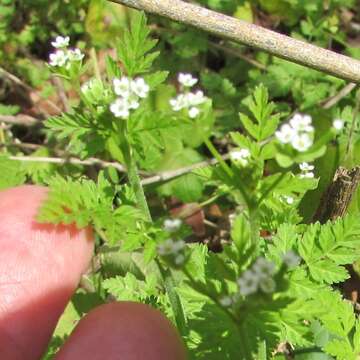 Image of Chaerophyllum tainturieri var. tainturieri