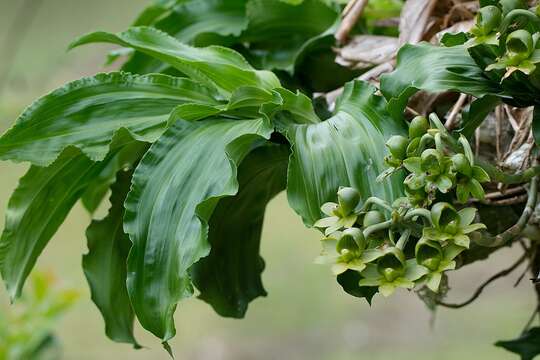 Image of Large-fruited Catasetum