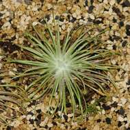 Image of Drosera broomensis Lowrie