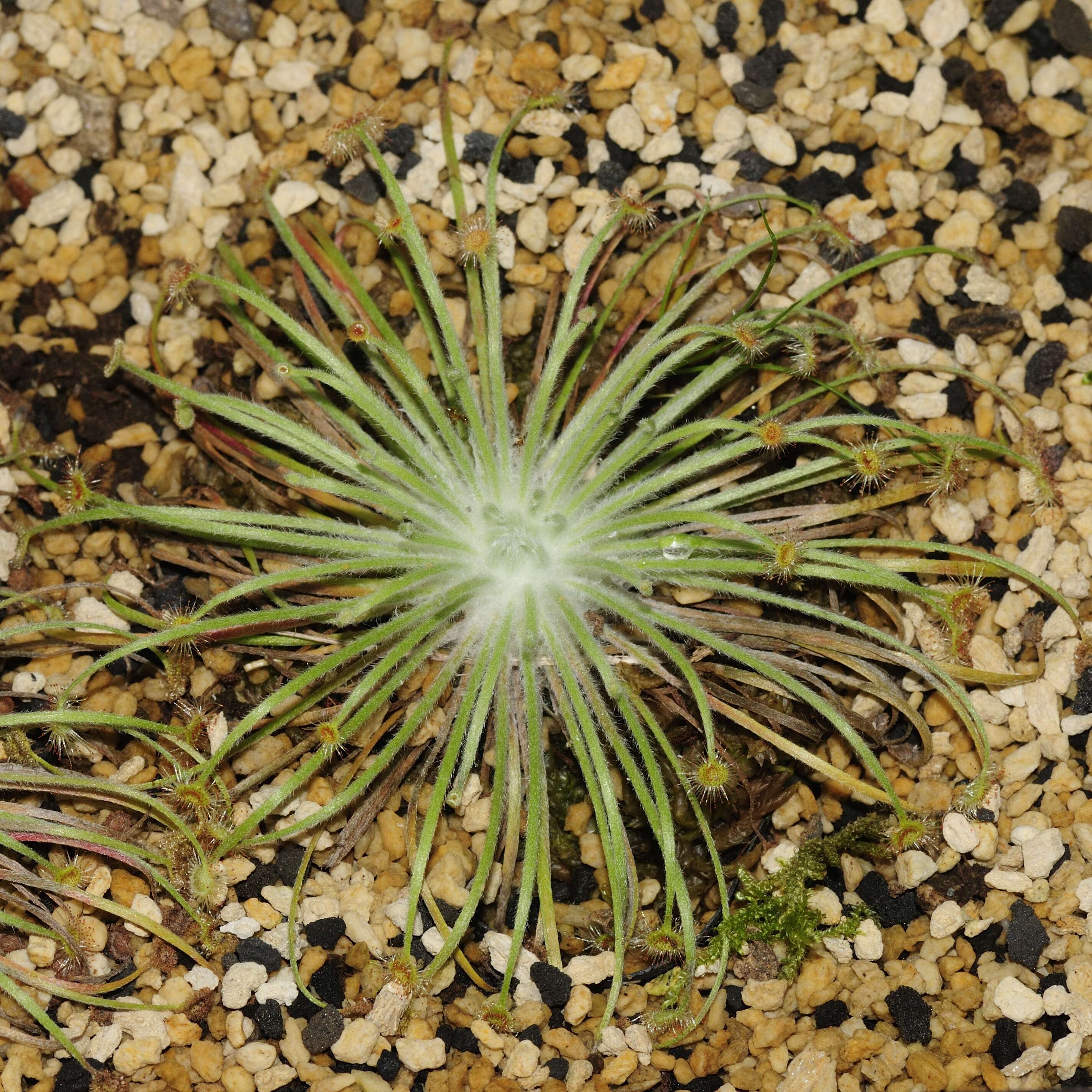 Image of Drosera broomensis Lowrie