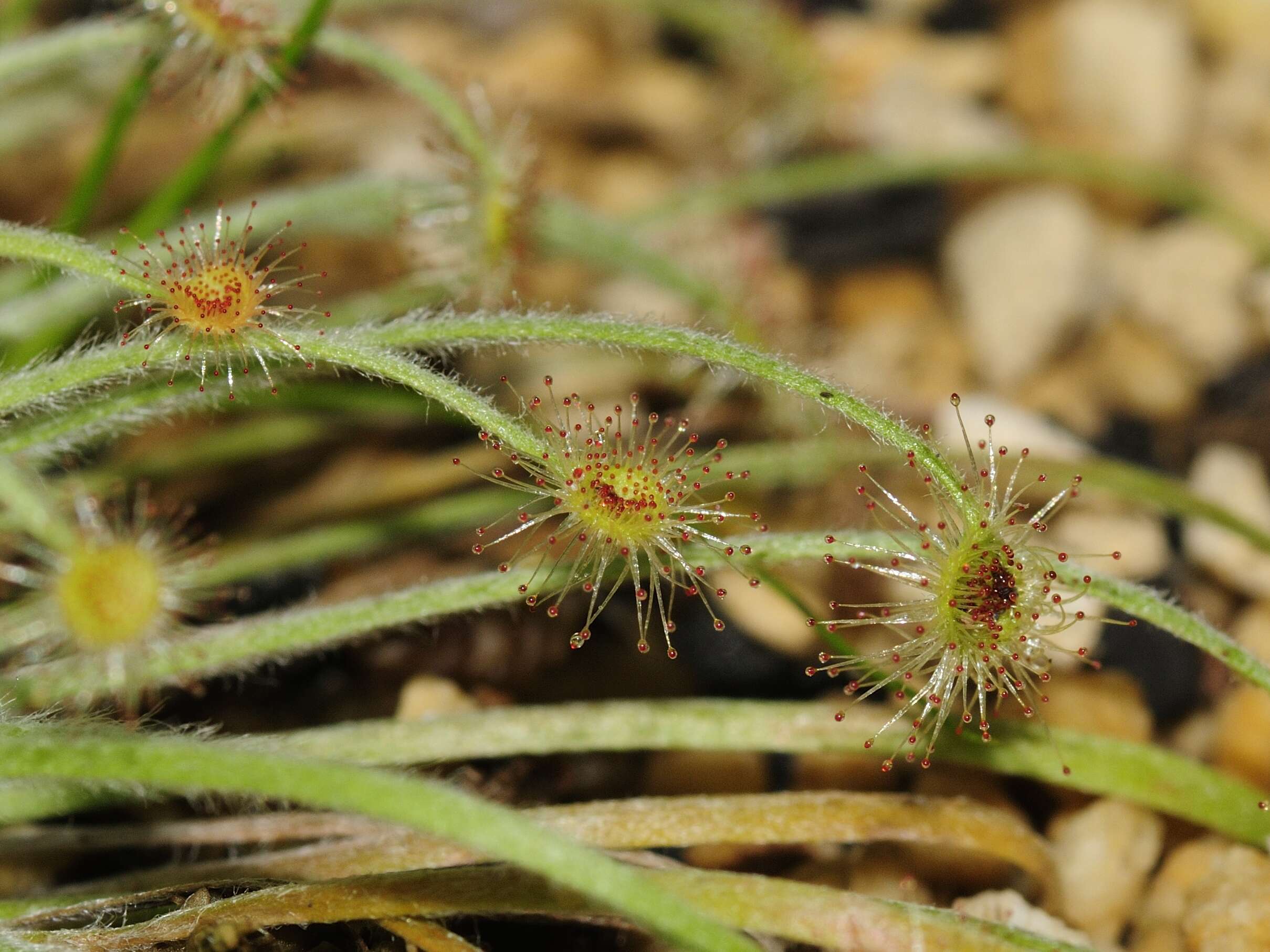 Image of Drosera broomensis Lowrie