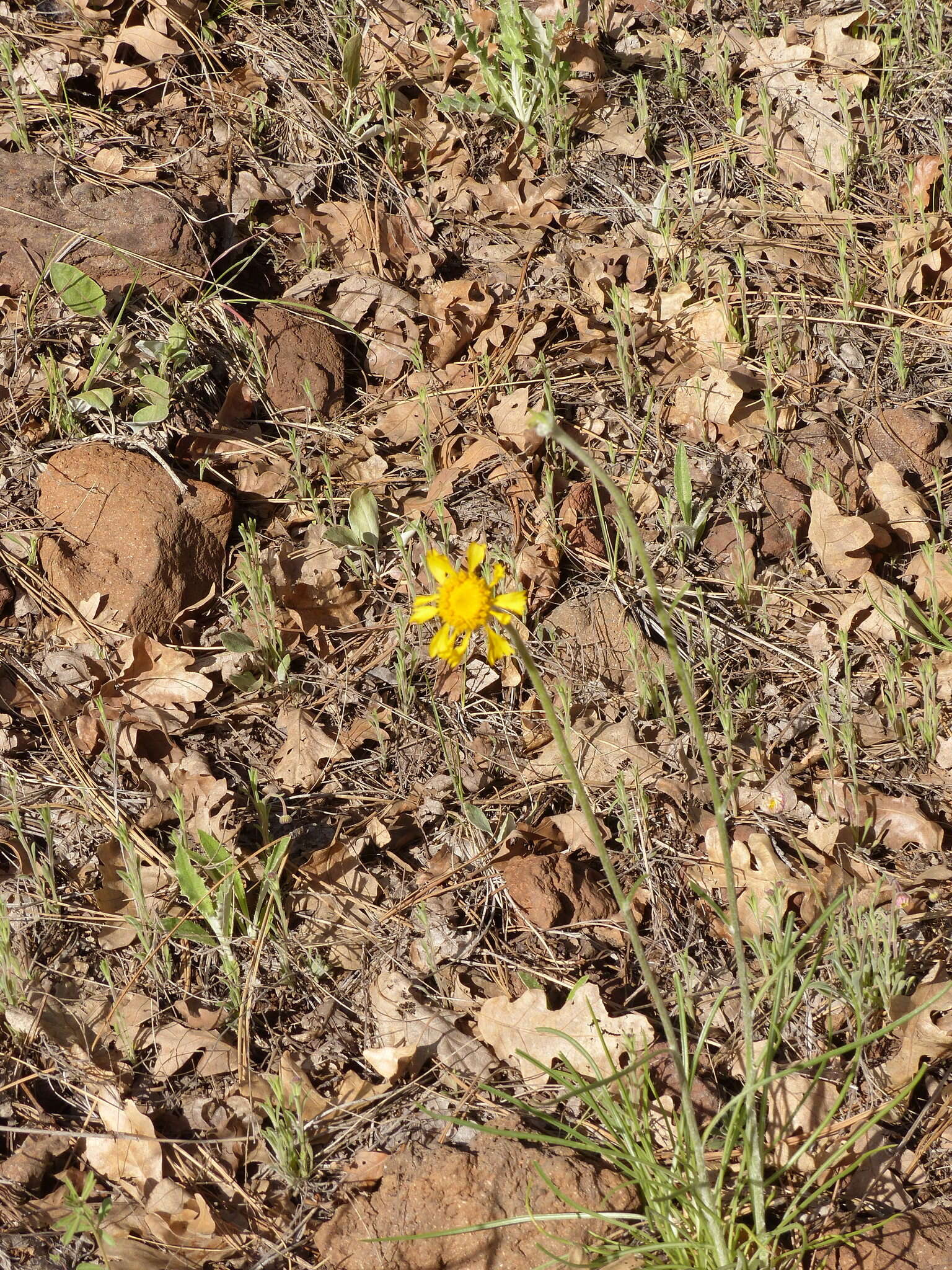 Image of Bigelow's rubberweed