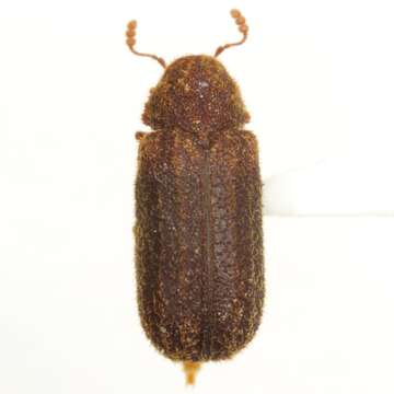 Endecatomus dorsalis Mellié 1848 resmi