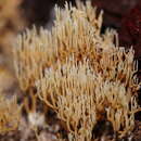 Ramaria filicicola (S. G. M. Fawc.) Corner 1950 resmi