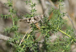 Image of blue-winged grasshopper