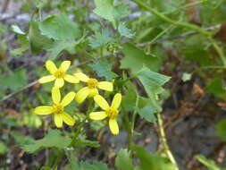 Image of Cineraria lobata L'Hér.