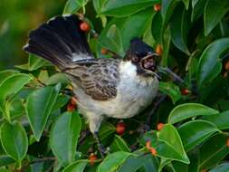 Image of Sooty-headed Bulbul