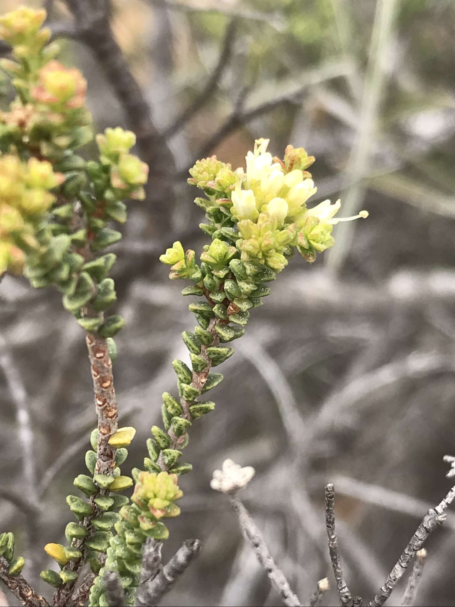 Image of Macrostylis crassifolia Sond.