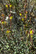 Image of Scutellaria tomentosa Bertol.