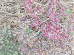 Image of Tetraena hamiensis var. qatarensis (Hadidi) Alzahrani & Albokhari