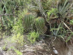 Image of Emory's barrel cactus