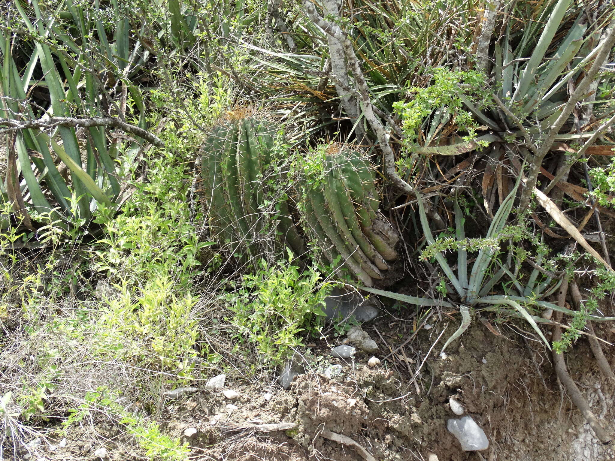 Image of Emory's barrel cactus