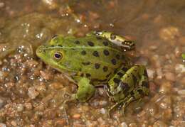 Plancia ëd Pelophylax bergeri (Günther ex Engelmann, Fritzsche, Günther & Obst 1986)