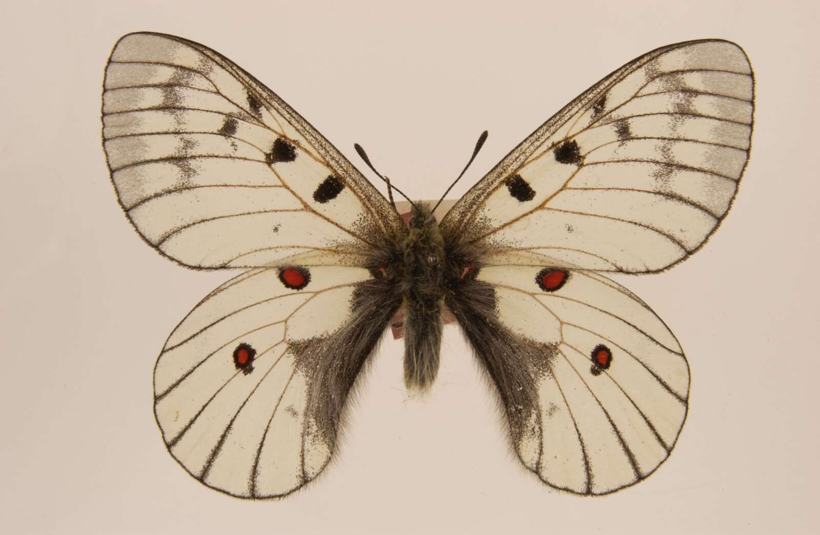 Image of Parnassius bremeri Bremer 1864