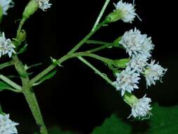 Image of Ageratina roanensis