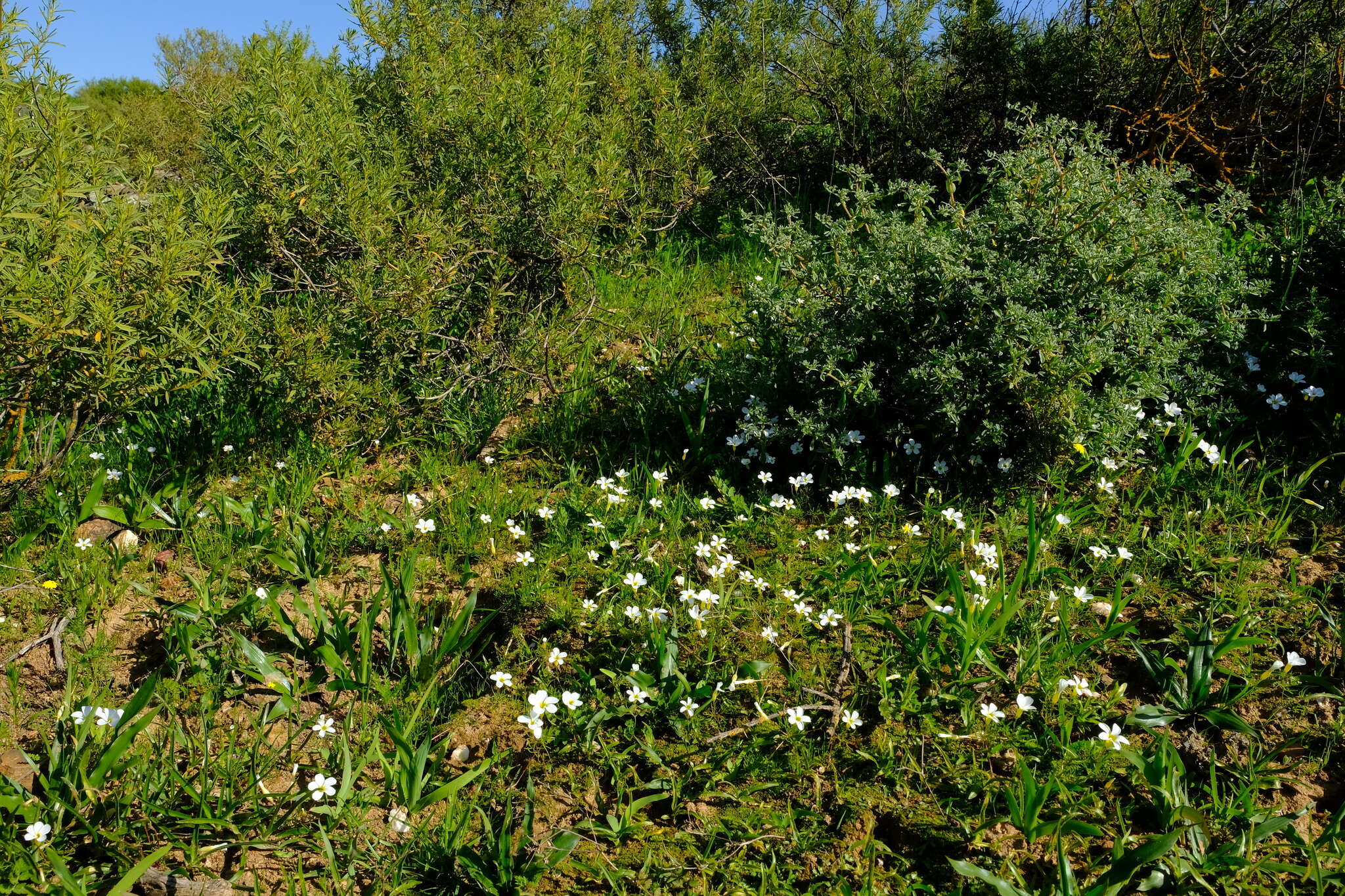 Sivun Oxalis fragilis Salter kuva