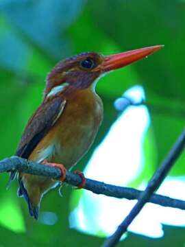 Image of Sulawesi Dwarf-kingfisher