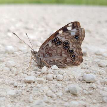 Imagem de Asterocampa celtis antonia