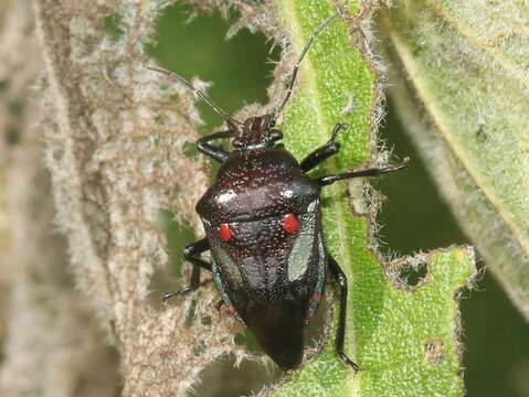 Image of Oplomus (Polypoecilus) dichrous (Herrich-Schaeffer 1838)