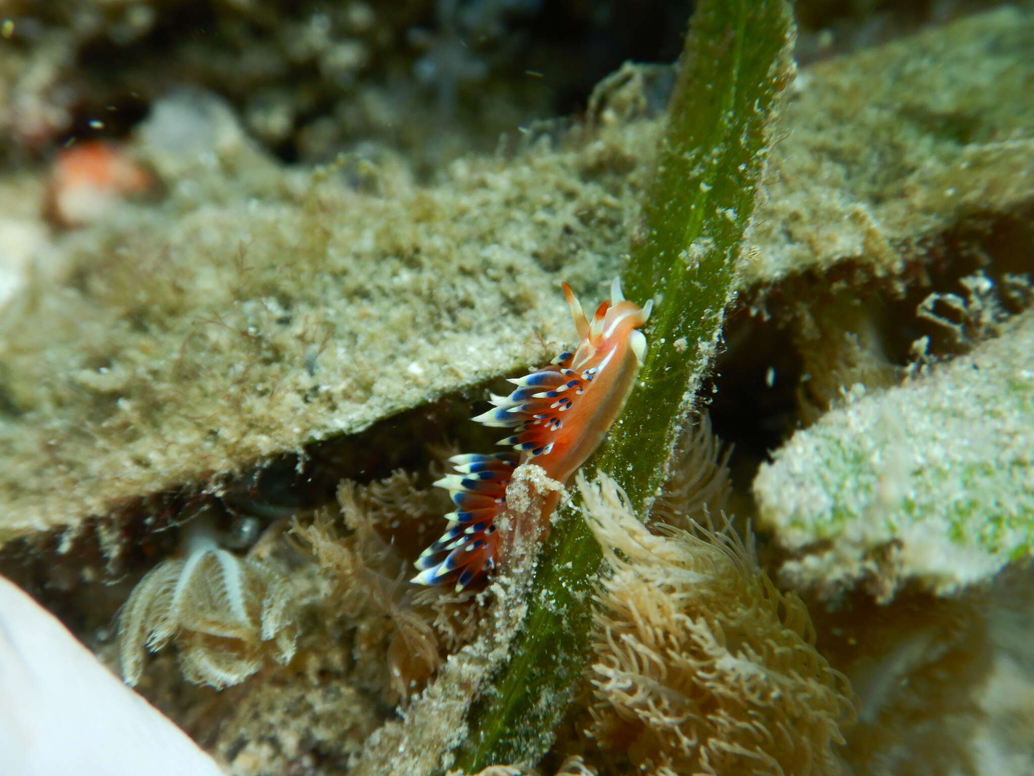 Image of White tipped red and white slug