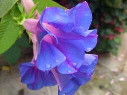 Image of Blue morning glory