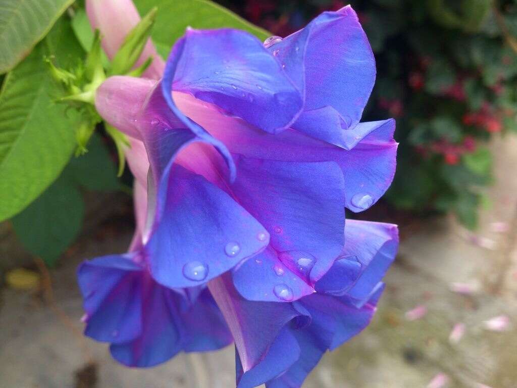 Sivun Ipomoea indica (J. Burman) Merr. kuva