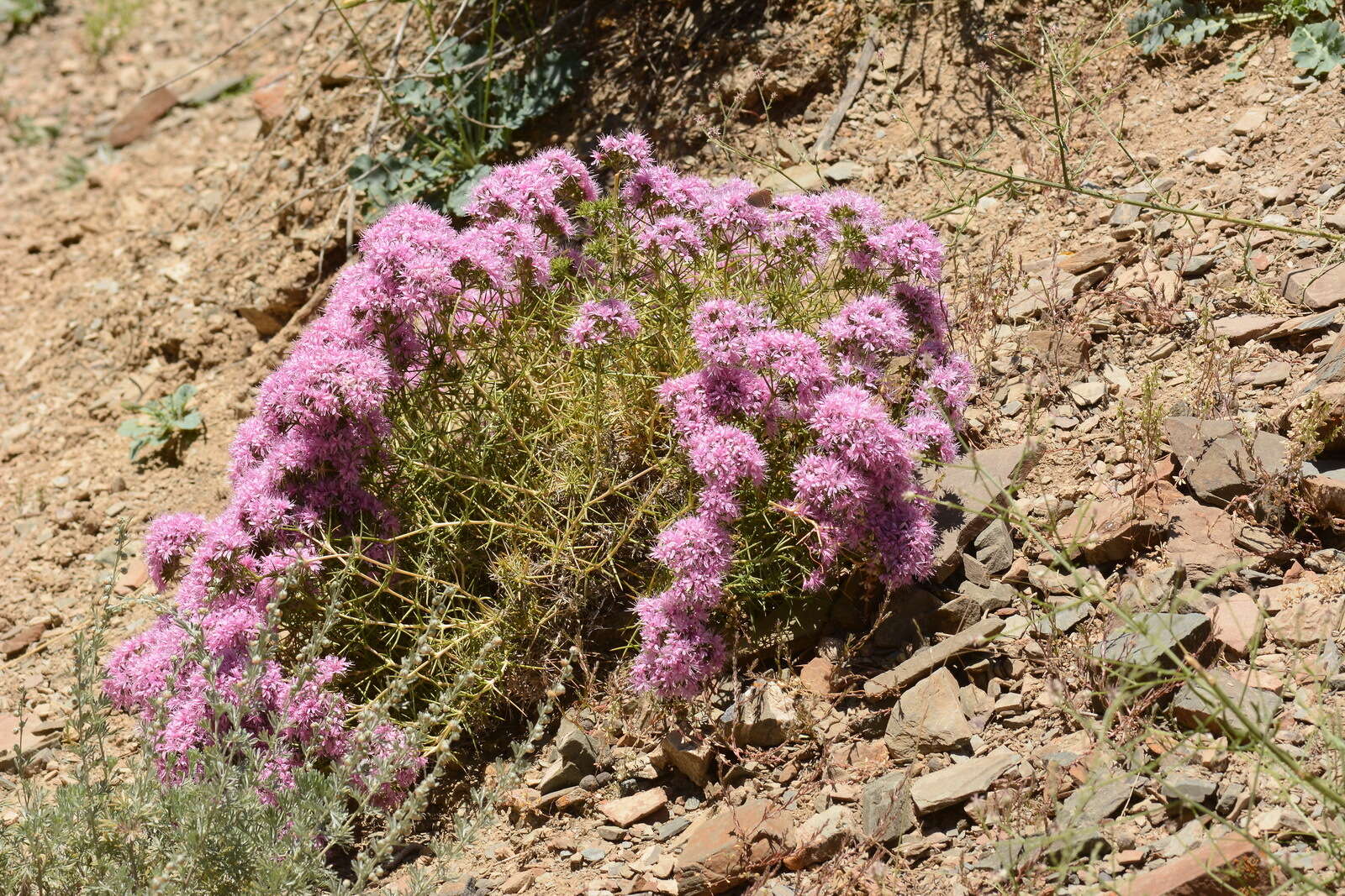 Image of Acanthophyllum pungens (Bunge) Boiss.