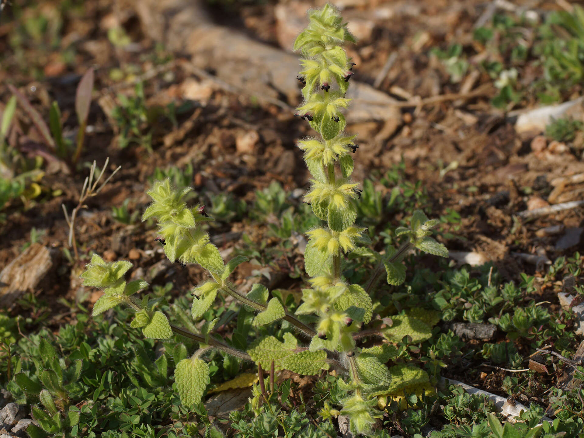 Слика од Sideritis lanata L.