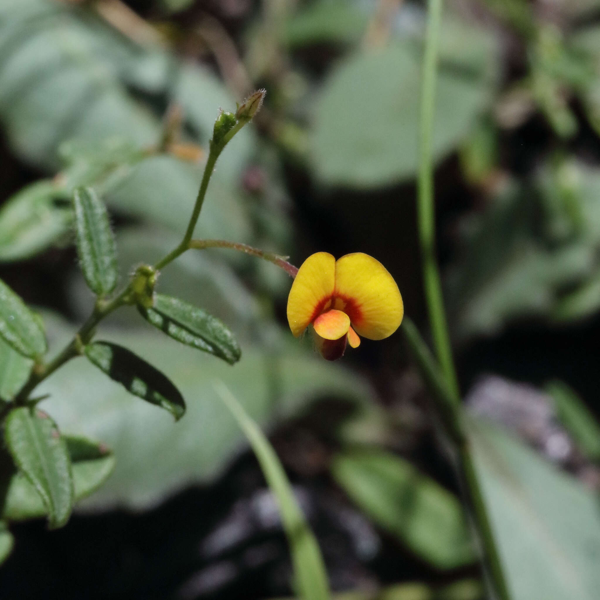 Sivun Bossiaea scortechinii F. Muell. kuva