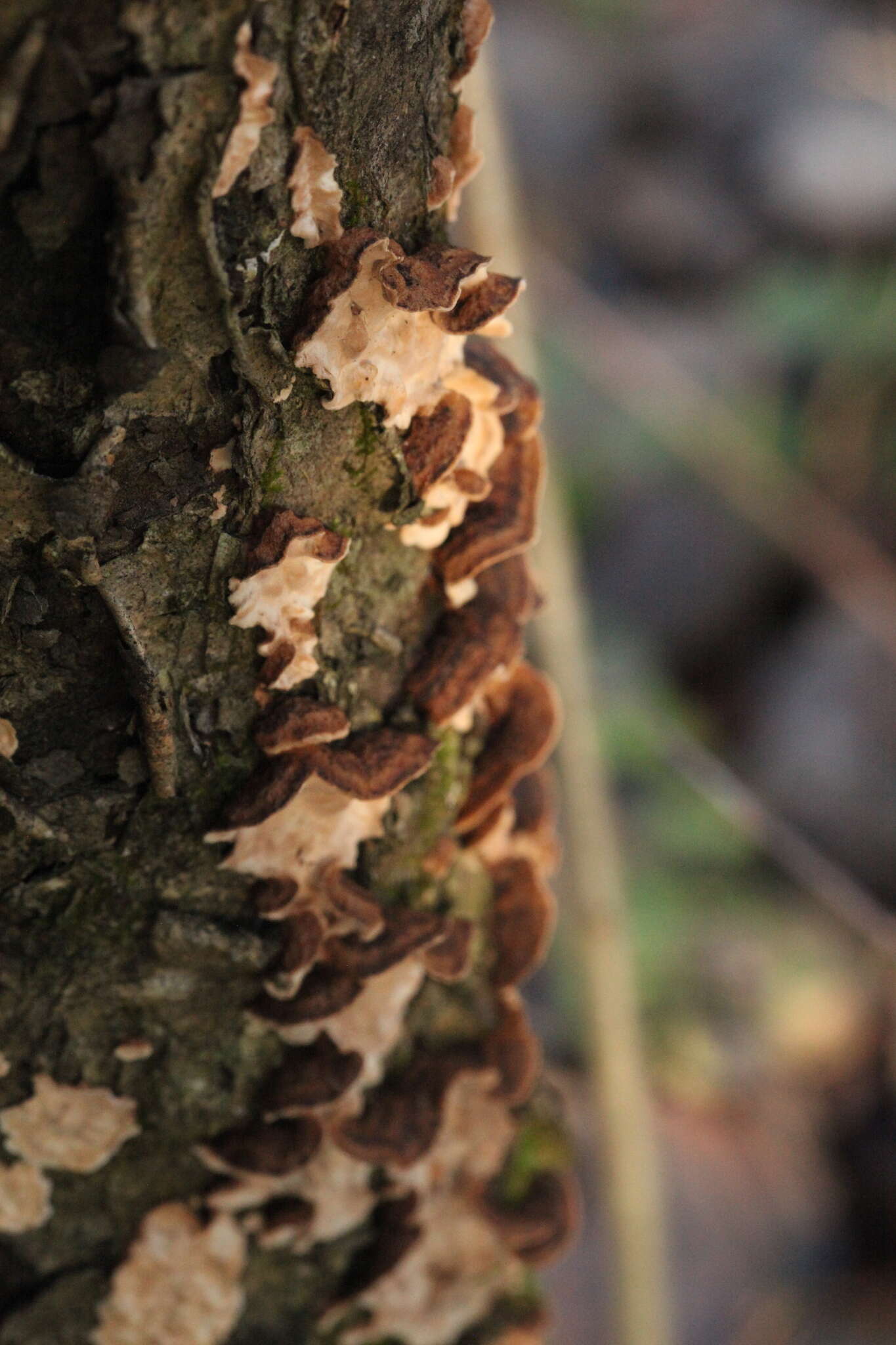 Image of Laxitextum bicolor (Pers.) Lentz 1956