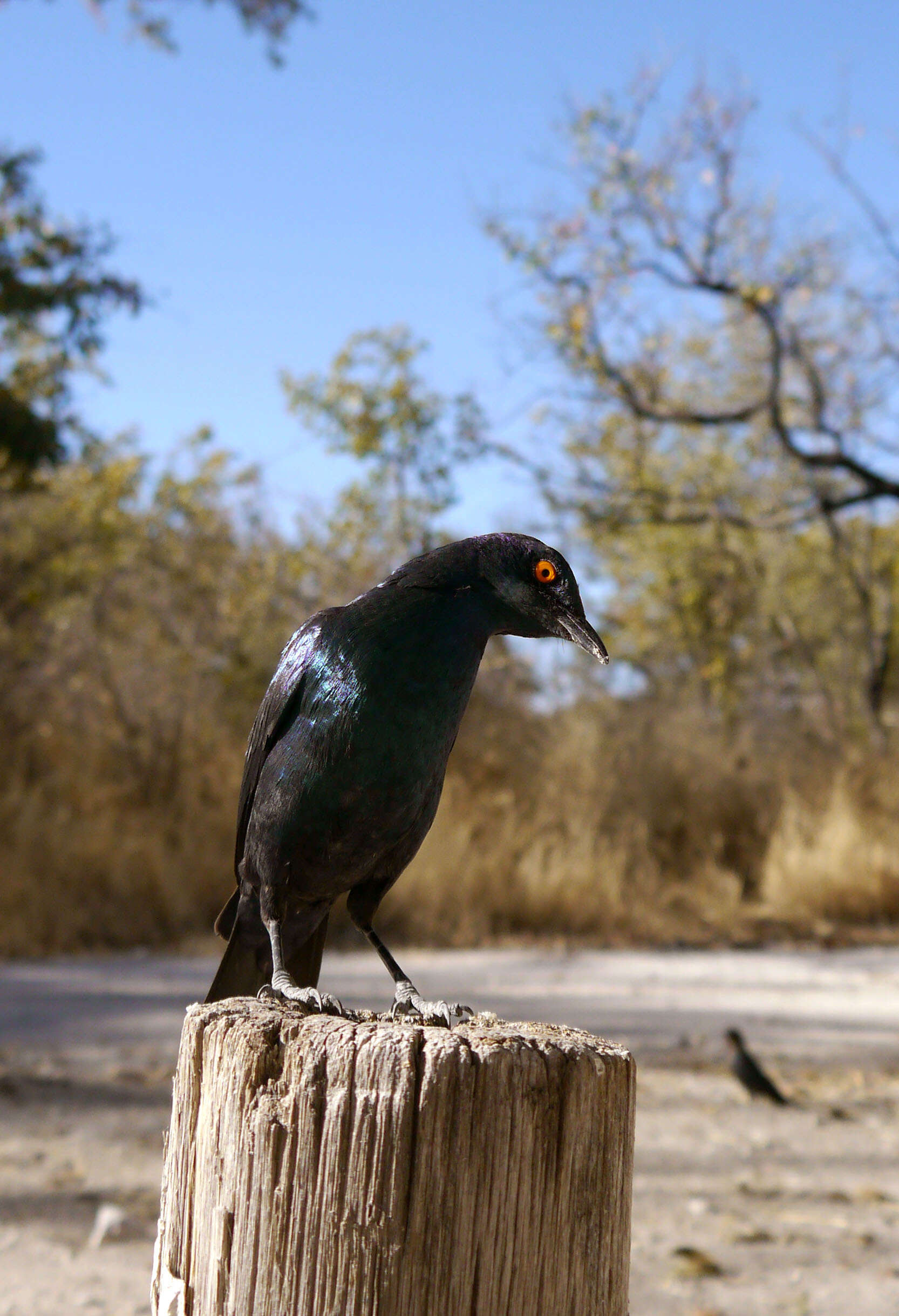 Image of Cape Glossy Starling