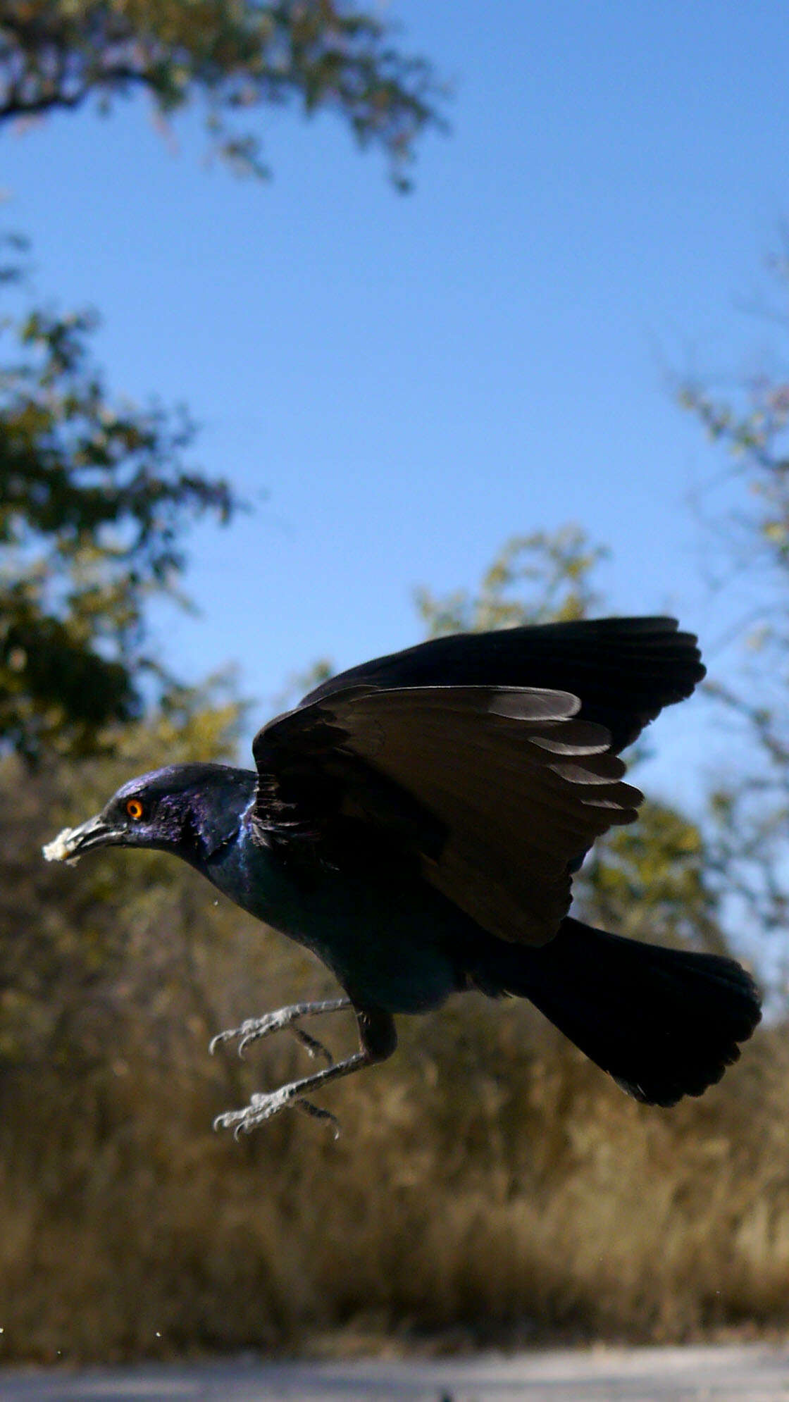 Image of Cape Glossy Starling